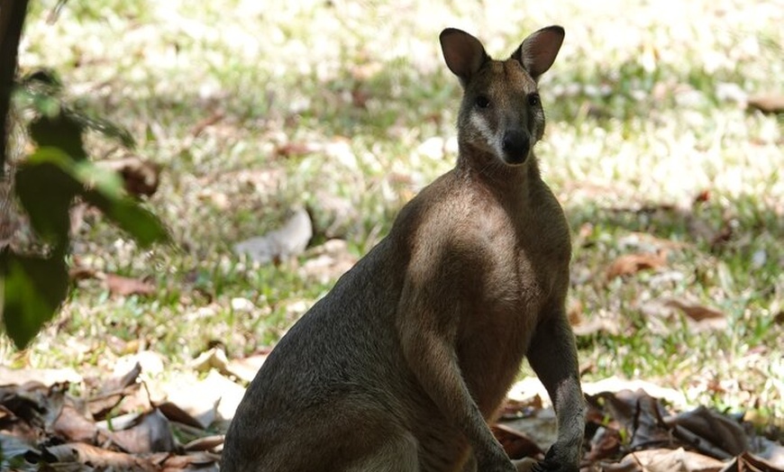 Image 9: Private Luxury Tour Above the Canopy Kuranda Experience