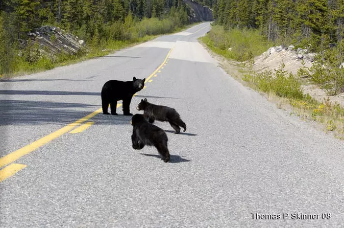 Skagway Shore Excursion: Sled Dog Adventure and Pan for Gold in the Yukon - Primary Image