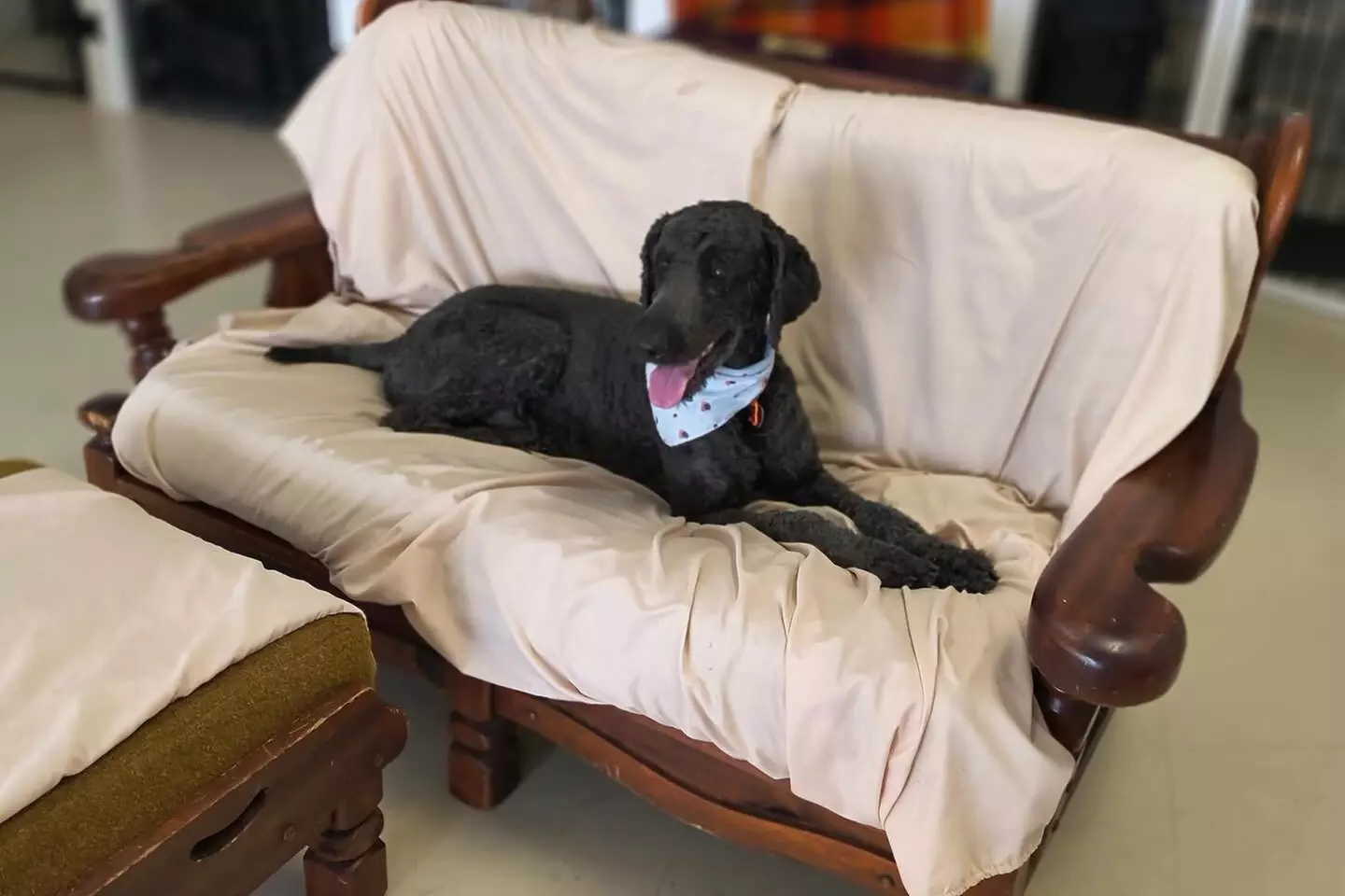 $15 For $30 Worth Of Dog Boarding Or Daycare - Second Medium