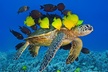 Molokini Crater Zodiac Adventure: Snorkel and Turtle Cove Swim - Second Medium