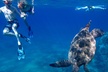 South Maui Kayak and Snorkel Tour with Turtles - Second Medium
