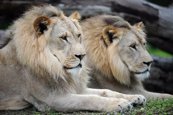 Zoo Miami Ticket with Optional Upgrade