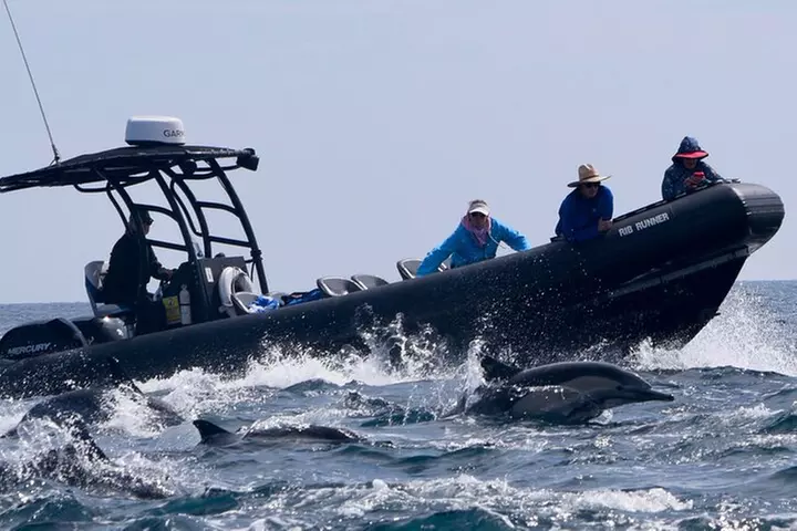 Up Close Dolphin & Whale Watching