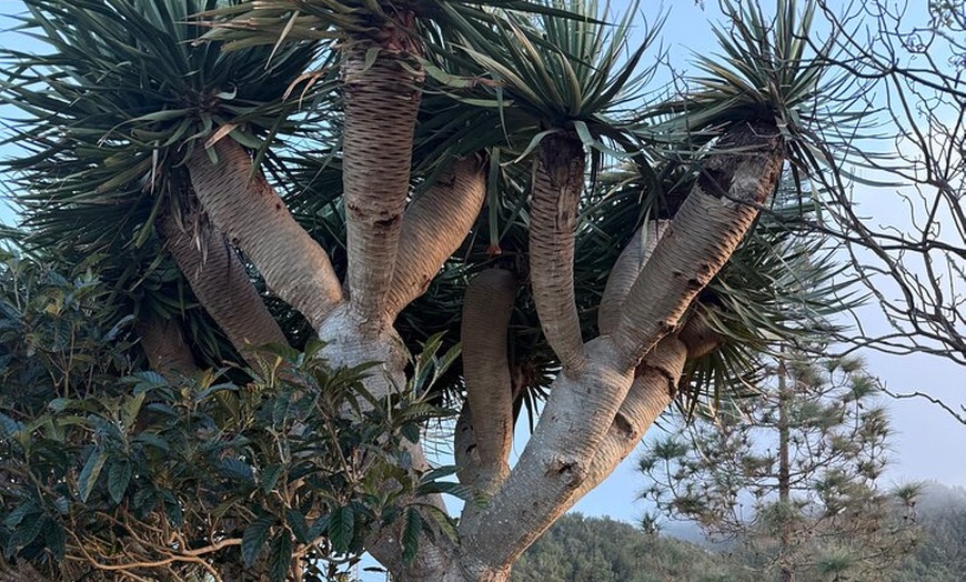 Image 26: Tour de Senderismo en Anaga : Ruta del Taborno con Vistas al Océano...