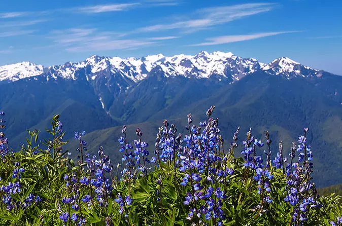 Full-Day Guided Hurricane Ridge Tour in Olympic National Park - Primary Image