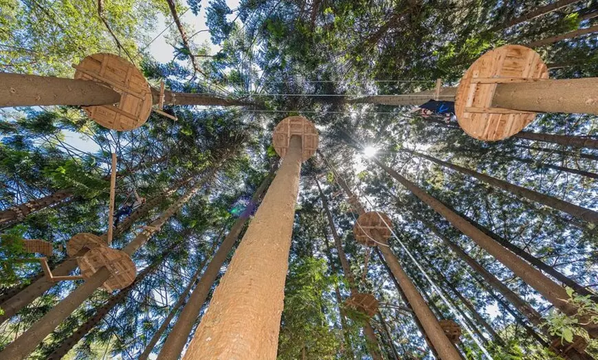 Image 4: Treetops Adventure The Hills - Tree Ropes Course