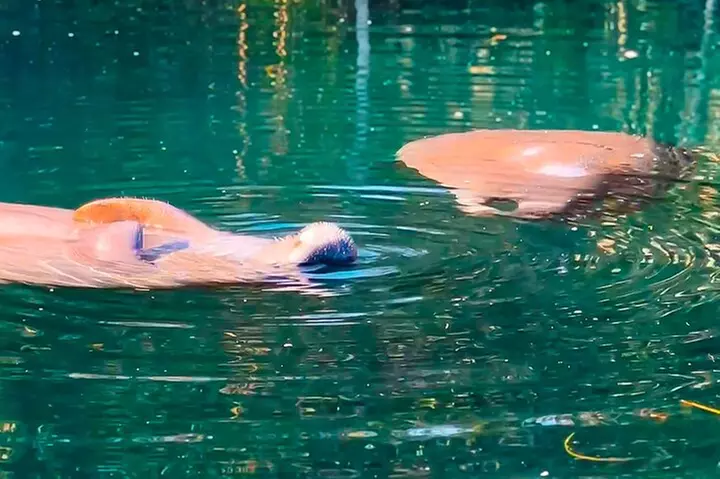 Silver Springs Manatee & Monkeys Paddle Board Tour