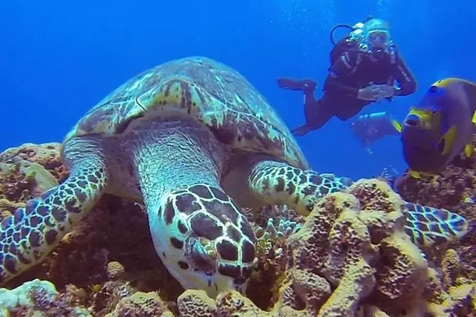 Discover Scuba Diving - Primary Image