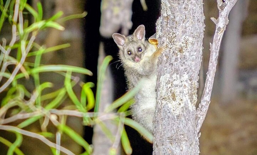 Image 8: Australian Animal Night Safari
