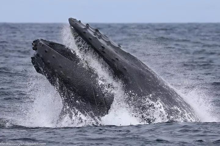 Sunset Whale Watch Tour in Monterey - Primary Image