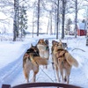 Image 7: ✈ LAPONIE | Rovaniemi - Rovaniemi & Escapade Lapone 4*, 4 nuit - Ci...