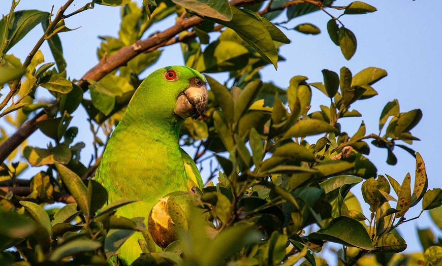 Image 19: ✈ COSTA RICA | San José - Il Costa Rica a basso costo 3*, 12 notti ...