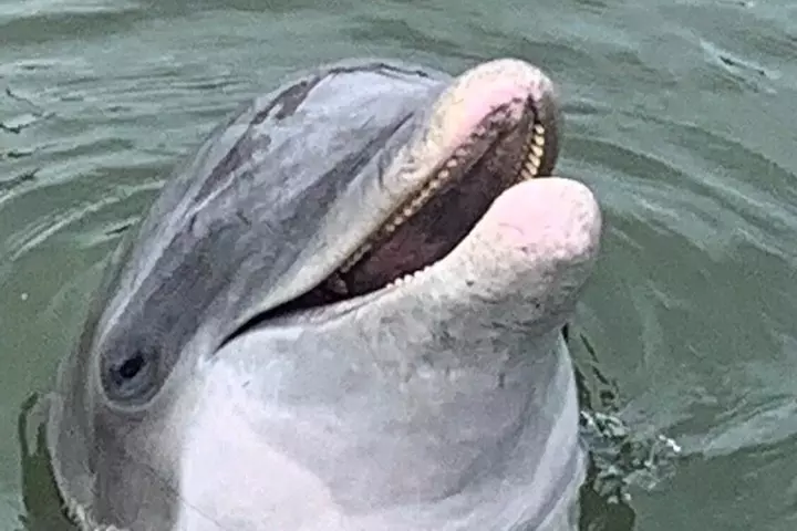 2-HR Private Hilton Head Sunset Cruise – Dolphin & Coastal Views