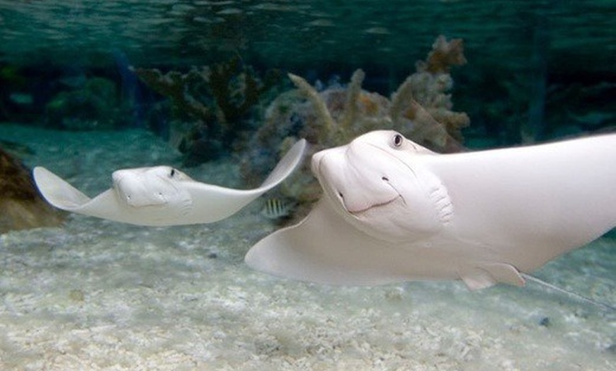 Image 3: Tickets to see SEA LIFE London Deluxe Entry