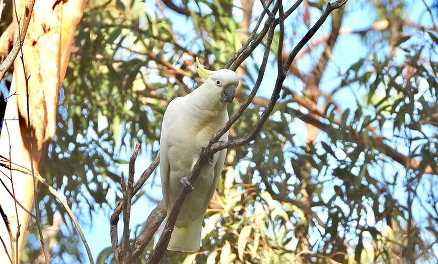 Image 11: Sydney Guided Wildlife Walk Explore Birds and Nature