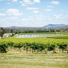 Image 3: Hunter Valley Wine Tasting Tour from Sydney