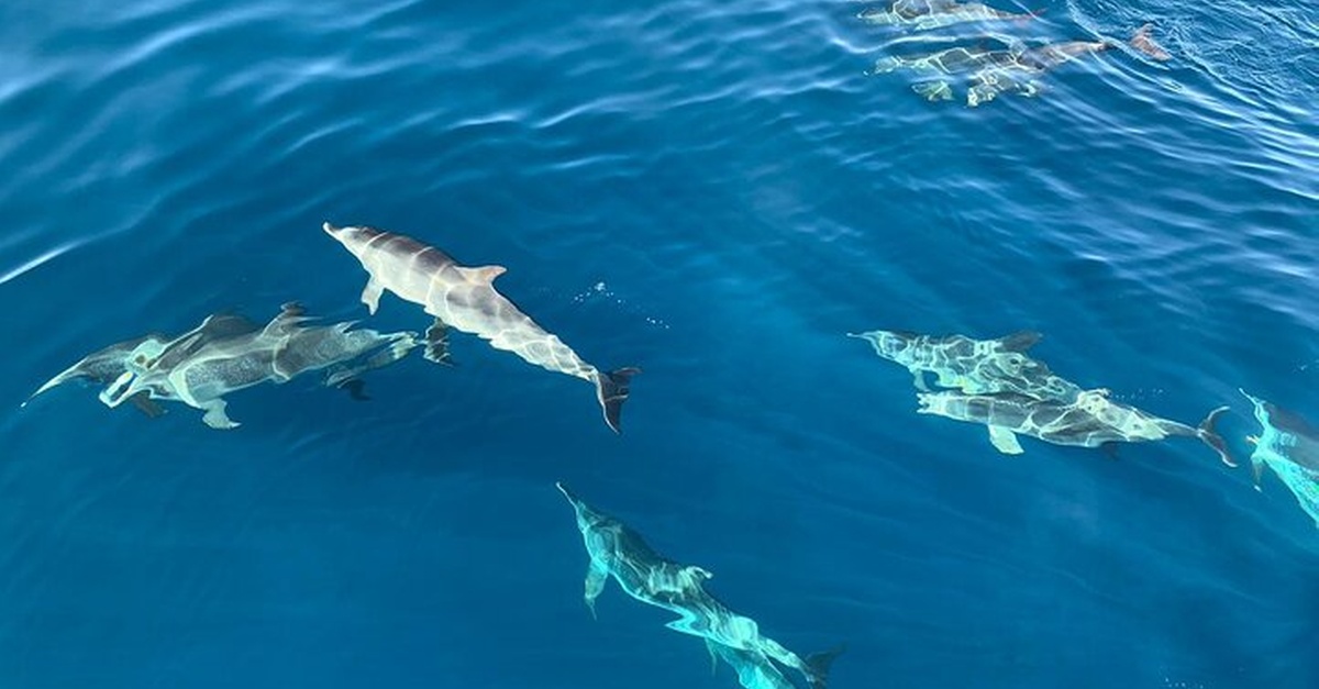 Tour de delfines y snorkel en la costa de Fuerteventura