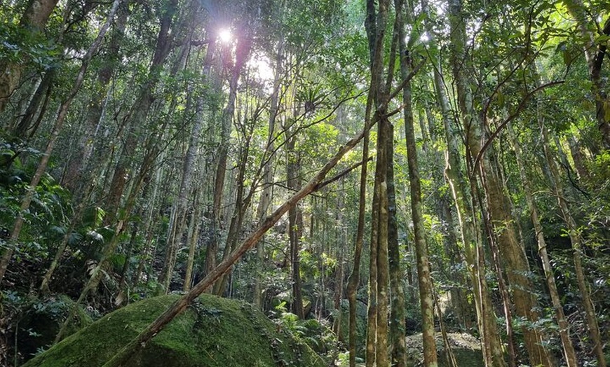 Image 10: Private Luxury Cape Tribulation Adventure and Crocodile Cruise