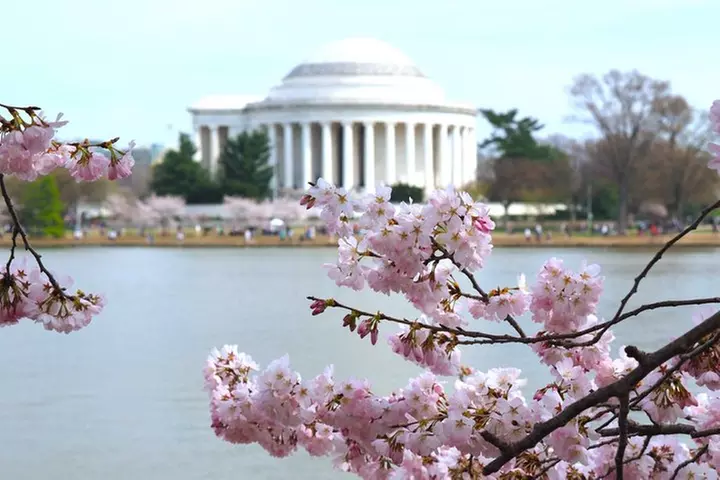 National Mall Guided Tour with Cherry Blossoms, Optional Tickets