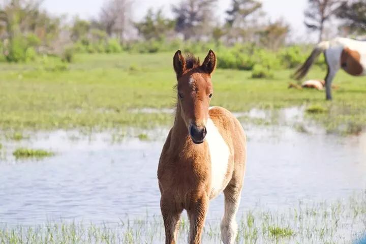 Private Boat Tours of Chincoteague & Assateague - Wild Ponies - Primary Image