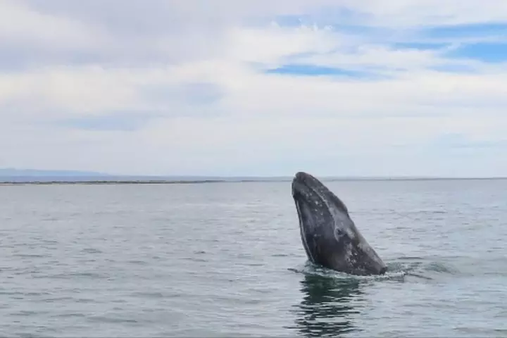 San Diego Whale Watching 3 Hour Tour Mission Bay on the Legacy