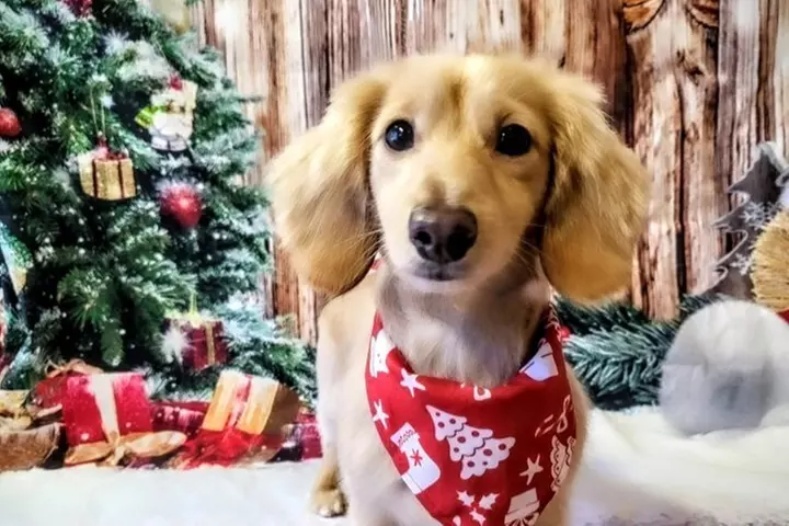 $27.50 For $55 Worth Of Spa Bath For Dog Under 40lbs