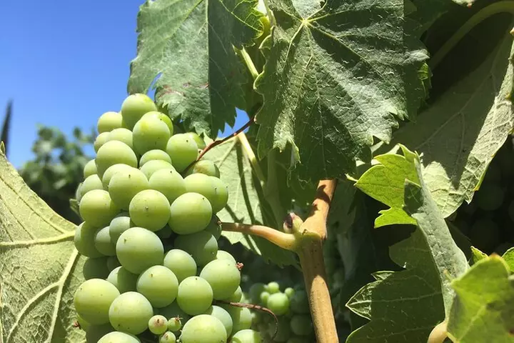 Private Temecula Wine Tour from Murrieta