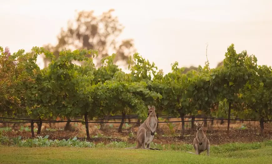 Image 4: Hunter Valley Private Tours from Sydney - Premium Wine Tasting