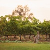 Image 4: Hunter Valley Winery - Premium Tasting for Private Tours