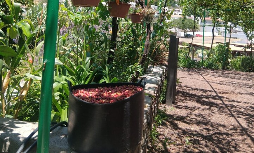Image 5: Explora el Café de Gran Canaria en Finca Los Castaños