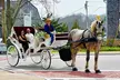Wickford Horse Drawn Carriage Ride - Second Medium