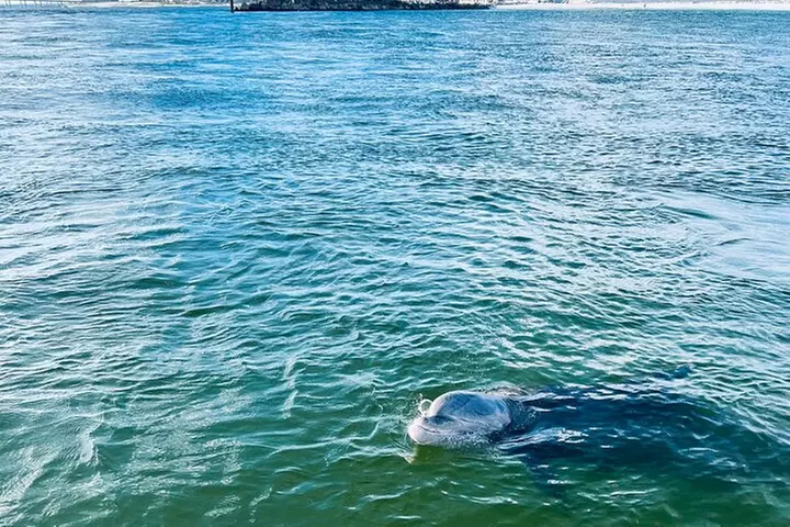 Destin Private Boat Tours Dolphin Crab Island Snorkel Sunset