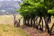 Fully Private and Customisable Hunter Valley Wine Tour - Image 2