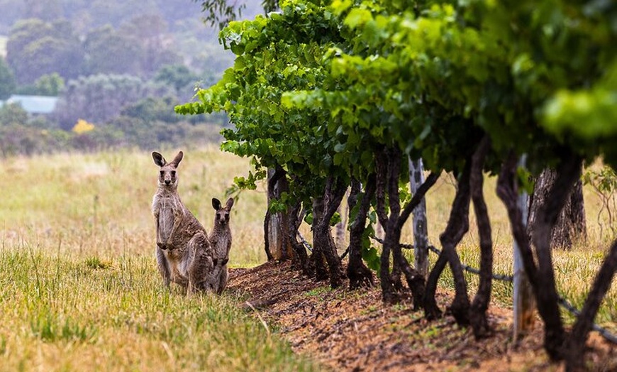 Image 2: Fully Private and Customisable Hunter Valley Wine Tour
