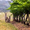 Image 2: Fully Private and Customisable Hunter Valley Wine Tour
