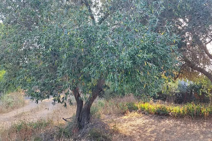 Jardins de la Sagne en Péril - Image 6