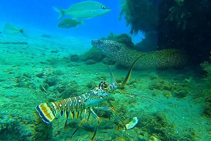 2 ½ - Hour Guided Snorkel Tour of Phil Foster park, Free Videos!