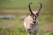 Lamar Valley Wildlife Watching - Second Medium
