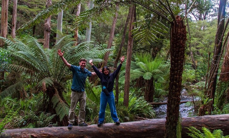Image 11: Puffing Billy, Forest Trails and Yarra Valley Discovery Tour