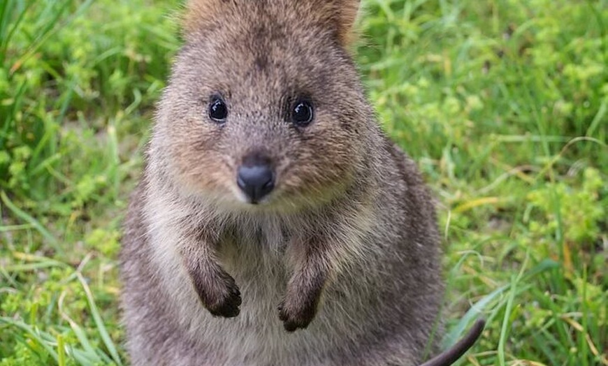 Image 4: Quokkas Delight Rottnest Island