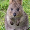 Image 4: Quokkas Delight Rottnest Island