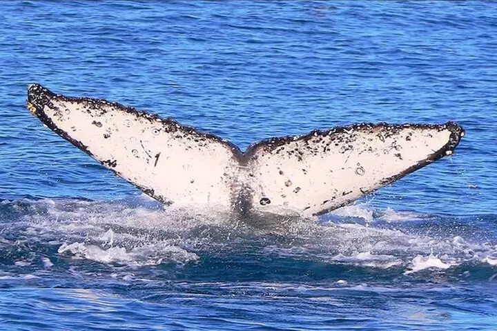 West Harbor LA Whale and Dolphin Watching Cruise