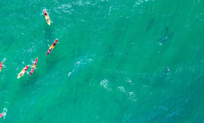 Image 13: The Byron Bay Sea Kayak Tour