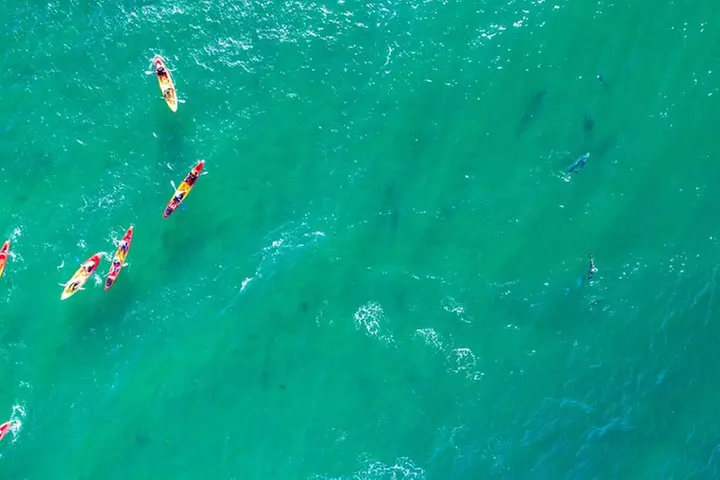 The Byron Bay Sea Kayak Tour