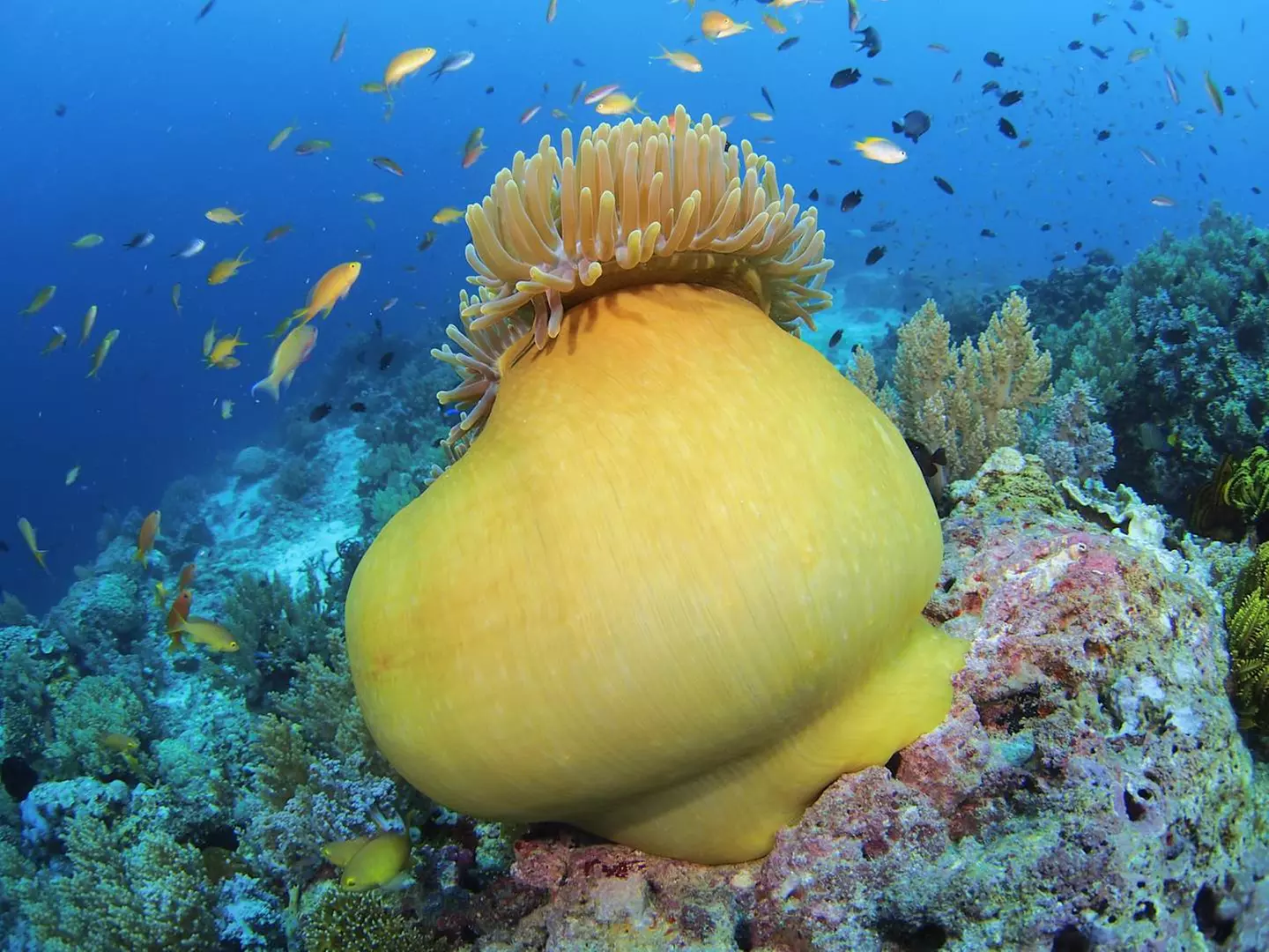 ✈ PHILIPPINEN | Manila - Rundreise Manila - Panglao, 7 Nächte - Pau...