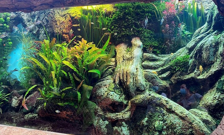 Image 10: Acuario Poema del Mar y Bus TUI Paquete