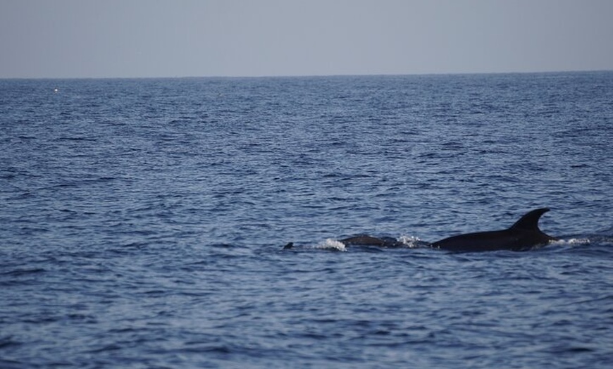 Image 11: Observación de delfines en un pequeño grupo en un barco híbrido sil...
