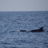 Image 11: Observación de delfines en un pequeño grupo en un barco híbrido sil...
