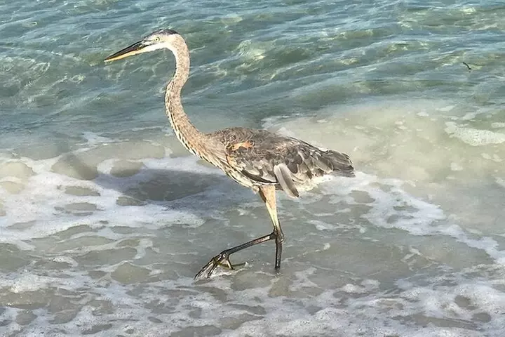 2.5 Hour Shell Key Island Adventure Including Dolphins And Shells