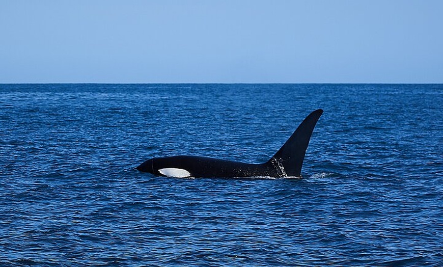 Image 3: Whale Watching Cruise from Tidal River